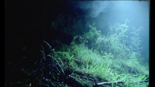 Video Reference: Water, Plant, Underwater, Terrestrial plant, Natural landscape, Organism, Sunlight, Aquatic plant, Grass, Marine biology