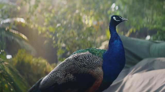Video Reference: Peafowl, Bird, Plant, Phasianidae, Beak, Grass, Galliformes, Terrestrial animal, Electric blue, Tail