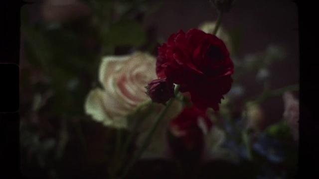 Video Reference: Flower, Plant, Hybrid tea rose, Petal, Rose, Flower Arranging, Floribunda, Annual plant, Magenta, Rosa × centifolia
