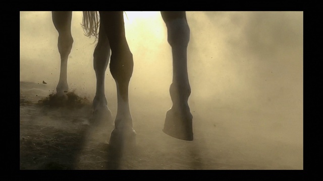 Video Reference: Atmosphere, Horse, Water, People in nature, Gesture, Wood, Fog, Plant, Natural landscape, Atmospheric phenomenon