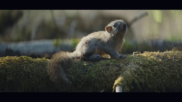 Video Reference: Plant, Whiskers, Adaptation, Grass, Terrestrial animal, Squirrel, Tail, Grassland, Landscape, Beak