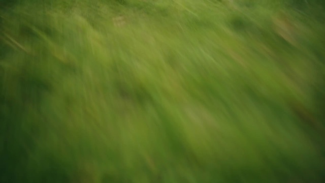 Video Reference: Green, Natural landscape, Wood, Tints and shades, Tree, Terrestrial plant, Grass, Plant, Landscape, Grassland