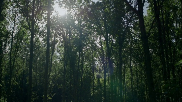 Video Reference: Plant, Sky, Natural landscape, Wood, Tree, Twig, Trunk, Terrestrial plant, Deciduous, Grass