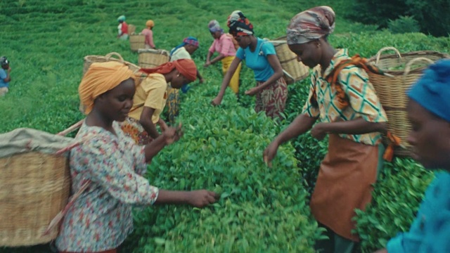 Video Reference: People in nature, Green, Organism, Hat, Grass, Agriculture, Plant, Farmer, Rural area, Adaptation