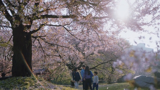 Video Reference: Flower, Plant, Nature, Branch, Tree, People in nature, Sky, Woody plant, Twig, Grass
