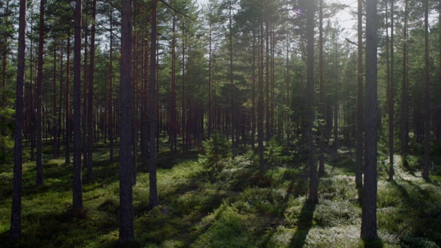 Video Reference: Plant, Plant community, Natural landscape, Terrestrial plant, Wood, Tree, Trunk, Sky, Larch, Landscape