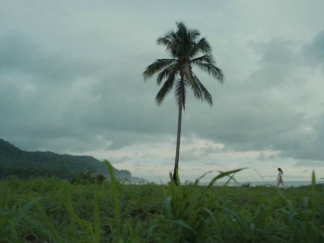 Video Reference: Cloud, Sky, Plant, Tree, Terrestrial plant, Arecales, Natural landscape, Landscape, Horizon, Cumulus