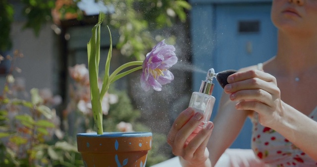 Video Reference: Flower, Hand, Plant, Flowerpot, Houseplant, Petal, Purple, Terrestrial plant, Finger, Nail