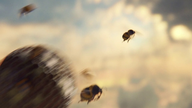 Video Reference: Pollinator, Insect, Arthropod, Vertebrate, Sky, Honeybee, Plant, Pest, Grass, Terrestrial animal
