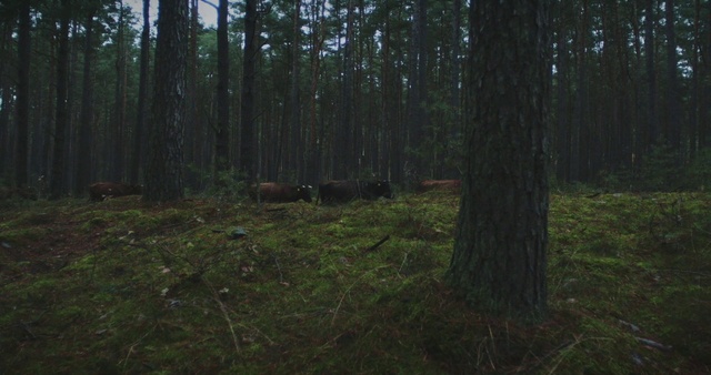 Video Reference: Plant, Wood, Natural landscape, Terrestrial plant, Tree, Trunk, Groundcover, Landscape, Deciduous, Grass