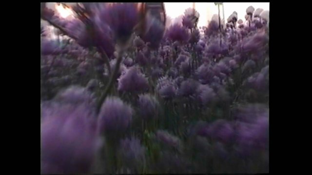 Video Reference: flowers, purple, field, nature, close-up, blossoms, garden, plant, bloom, backlit, outdoors, wildflowers