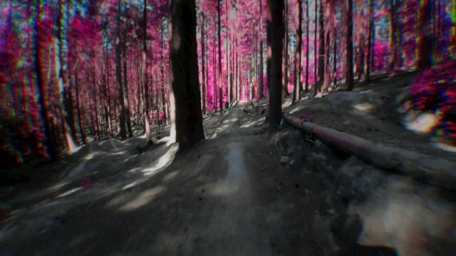 Video Reference: Natural landscape, Purple, Plant, Road surface, Wood, Trunk, Tree, Asphalt, Thoroughfare, Deciduous