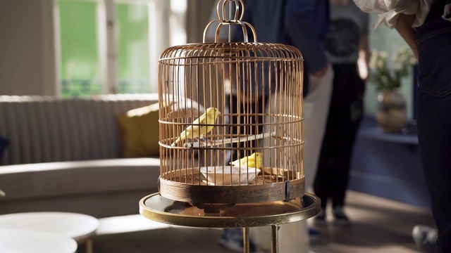 Video Reference: Light, Pet supply, Bird supply, Composite material, Cage, Metal, Wood, Glass, Steel, Bird