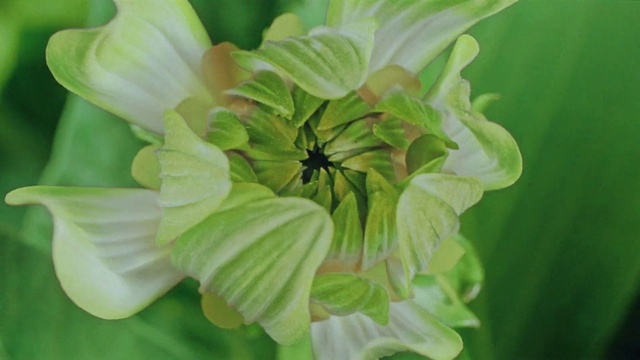 Video Reference: Plant, Flower, Insect, Petal, Terrestrial plant, Herbaceous plant, Groundcover, Flowering plant, Close-up, Annual plant