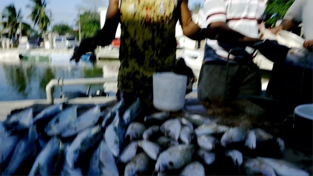 Video Reference: Vertebrate, Food, Gesture, Fish, Seafood, Military camouflage, Marines, Event, Cooking, Street fashion