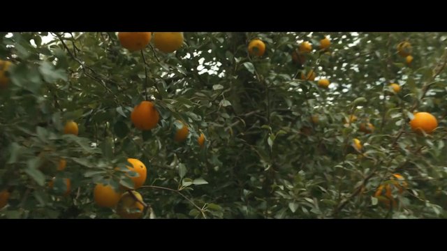 Video Reference: oranges, citrus, orchard, fruit, tree, branches, greenery, harvest, farm, nature, agriculture, outdoor, fresh, produce