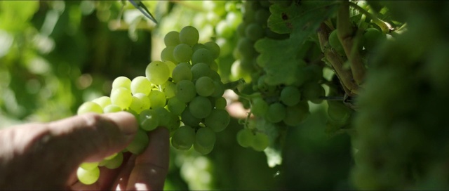 Video Reference: Food, Plant, Flower, Fruit, Seedless fruit, Vine, Grape, Natural foods, Gesture, Grape leaves
