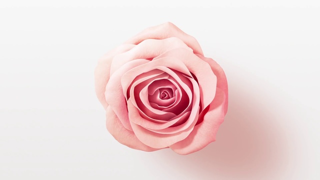 Video Reference: Flower, Plant, Petal, Hybrid tea rose, Pink, Rose, Garden roses, Artificial flower, Rosa × centifolia, Nail