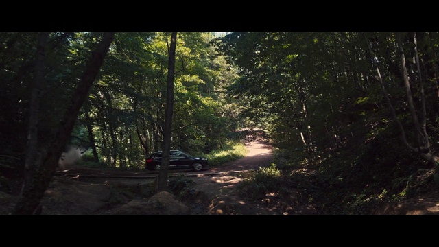 Video Reference: Plant, Automotive lighting, Natural landscape, Wood, Terrestrial plant, Tree, Asphalt, Trunk, Road surface, Landscape