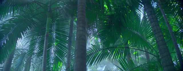 Video Reference: Plant, Terrestrial plant, Arecales, Tree, Trunk, Water, Biome, Landscape, Natural landscape, Forest