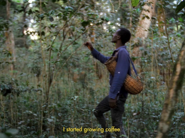 Video Reference: Plant, People in nature, Wood, Terrestrial plant, Trunk, Fawn, Natural landscape, Happy, Trunk, Forest