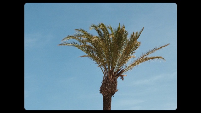 Video Reference: Sky, Terrestrial plant, Arecales, Tree, Twig, Trunk, Flowering plant, Rectangle, Tints and shades, Palm tree