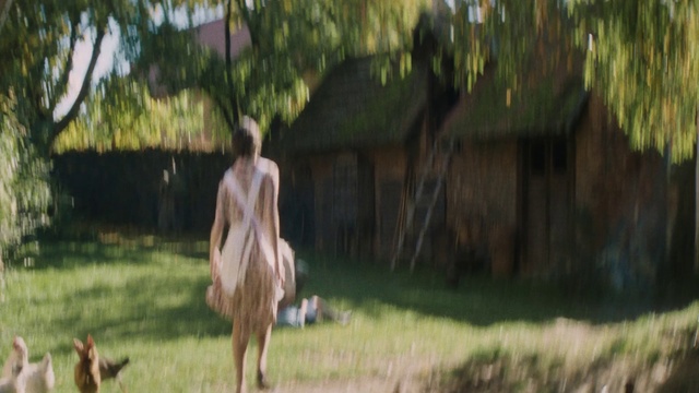 Video Reference: Plant, People in nature, Tree, Sunlight, Fawn, Bank, Natural landscape, Wood, Grass, Landscape