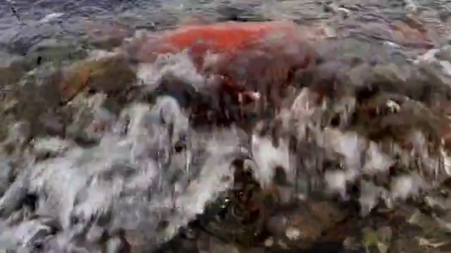 Video Reference: Water, Landscape, Bedrock, Soil, Wind wave, Rock, Astronomical object, Wave, Pollution, Wind