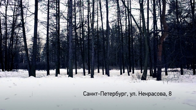 Video Reference: Natural landscape, Wood, Trunk, Twig, Snow, Freezing, Tree, Landscape, Tints and shades, Water