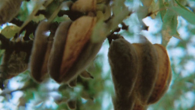 Video Reference: Plant, Branch, Organism, Twig, Terrestrial plant, Tree, Flowering plant, Close-up, Produce, Fruit