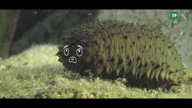 Video Reference: Insect, Arthropod, Pollinator, Organism, Plant, Terrestrial animal, Larva, Terrestrial plant, Grass, Snout