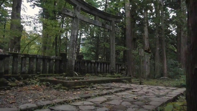 Video Reference: Plant, Nature, Natural environment, Wood, Tree, Trunk, Natural landscape, Woody plant, Grass, Terrestrial plant