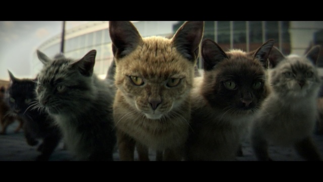 Video Reference: Cat, Felidae, Carnivore, Small to medium-sized cats, Whiskers, Terrestrial animal, Snout, Close-up, Fur, Wildlife