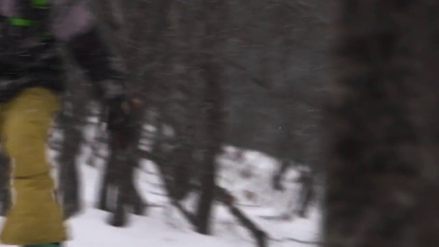 Video Reference: Plant, Wood, Twig, Trunk, Tints and shades, Snow, Freezing, Forest, Event, Landscape