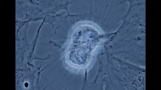 Video Reference: Azure, Electric blue, Freezing, Circle, Space, Plankton, Science, Liquid, Winter, Pattern