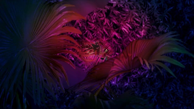 Video Reference: Purple, Organism, Underwater, Petal, Natural material, Pink, Terrestrial plant, Violet, Marine biology, Magenta