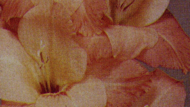 Video Reference: Textile, Orange, Petal, Material property, Tints and shades, Flooring, Pattern, Art, Peach, Magenta