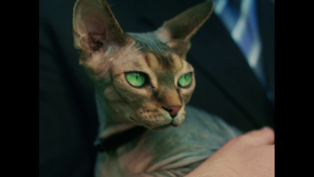 Video Reference: Cat, Carnivore, Felidae, Donskoy, Fawn, Whiskers, Small to medium-sized cats, Snout, Terrestrial animal, Fur