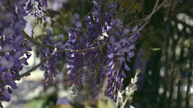 Video Reference: Plant, Flower, Purple, Terrestrial plant, Twig, Flowering plant, Tree, Groundcover, Annual plant, Electric blue