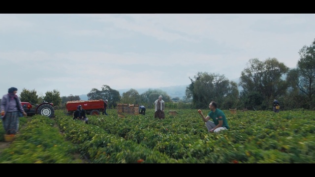 Video Reference: Plant, Tire, Cloud, Wheel, Sky, Vehicle, People in nature, Natural landscape, Farmer, Land lot