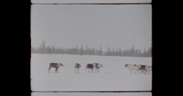 Video Reference: Snow, Sky, Mammal, Atmospheric phenomenon, Tree, Freezing, Natural landscape, Landscape, Tints and shades, Slope