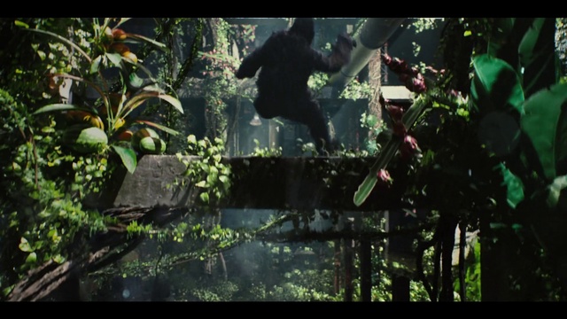 Video Reference: Plant, Organism, Terrestrial plant, Grass, Natural landscape, Forest, Font, Darkness, Jungle, Landscape