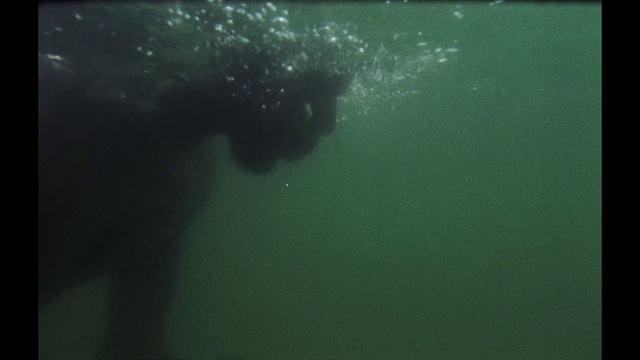 Video Reference: Water, Watch, Fluid, Underwater, Diving equipment, Liquid, Underwater diving, Recreation, Marine biology, Personal protective equipment