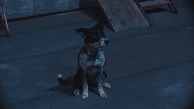 Video Reference: Dog, Carnivore, Grey, Companion dog, Fawn, Asphalt, Road surface, Tail, Toy dog, Snout