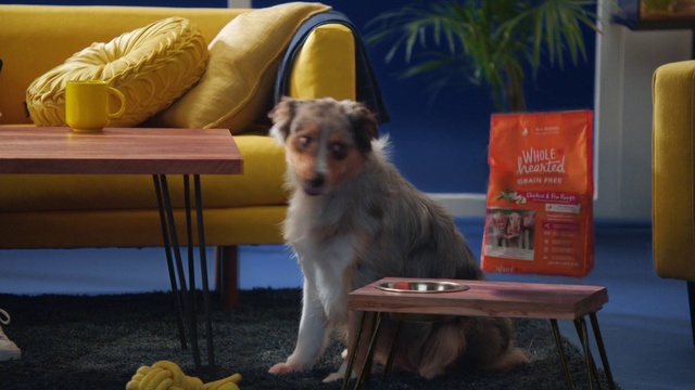 Video Reference: Dog, Dog breed, Table, Carnivore, Fawn, Companion dog, studio couch, Comfort, Outdoor furniture, Plant