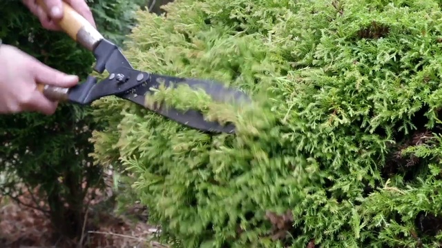 Video Reference: Plant community, Plant, Botany, Vegetation, Gesture, Biome, Grass, Terrestrial plant, Groundcover, Evergreen