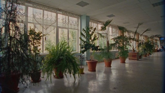 Video Reference: indoor, corridor, hallway, potted plants, plants, windows, daylight, interior, office, school, greenery, sunlight, architecture, empty, decor