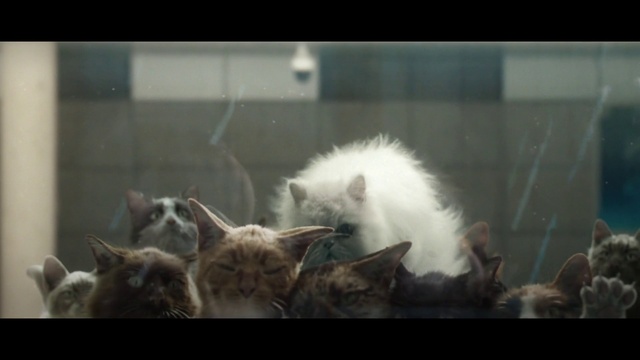 Video Reference: Cat, Felidae, Carnivore, Small to medium-sized cats, Whiskers, Tail, Fur, Companion dog