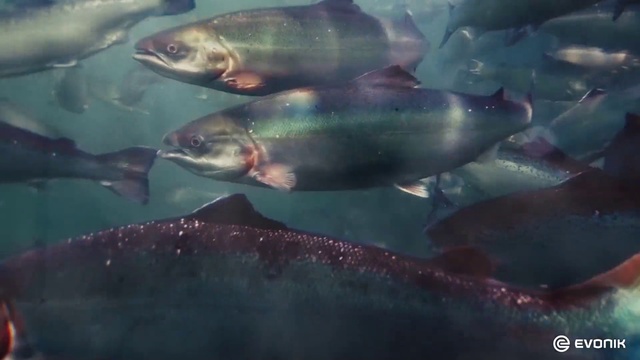 Video Reference: Water, Fluid, Fin, Underwater, Fish, Marine biology, Liquid, Ray-finned fish, Electric blue, Aquarium