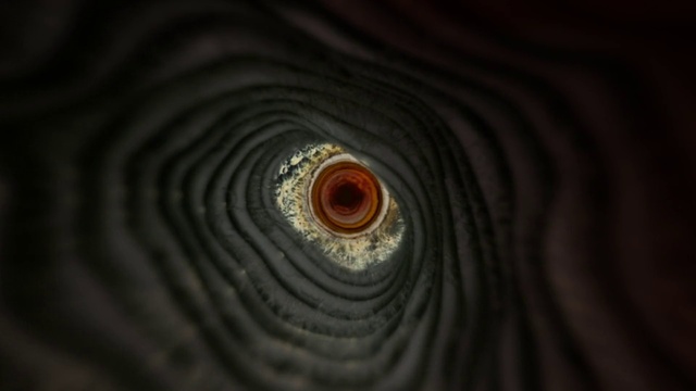 Video Reference: Eye, Flash photography, Wood, Iris, Circle, Pattern, Darkness, Wildlife, Macro photography, Metal